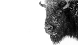 Bison Solicitors, Aldershot